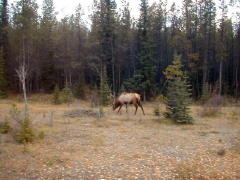 Grazing Elk (DSCN1178B.jpg)
