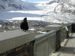 A crow at the welcome center looking for food (DSCN1201B.jpg)