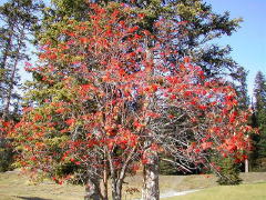 Mountain Ash at Chateau Lake Louise (DSCN1221.jpg)