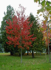 fall colors (DSCN1259B.jpg)