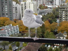 that some hotel guest (Norma) feed them (DSCN1261B.jpg)