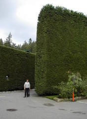 Ms Becky next to huge hedges in parking area (DSCN1298.jpg)