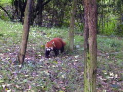 Pandas/LesserPanda2.jpg