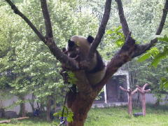 Pandas/Panda5.jpg