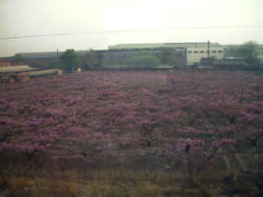 Train/Orchard.jpg