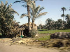 From Saqqara (DSCN1382.jpg)