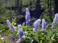Lilac2.jpg