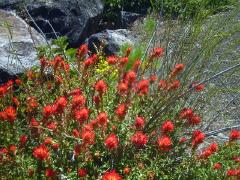 RedFlowers.jpg