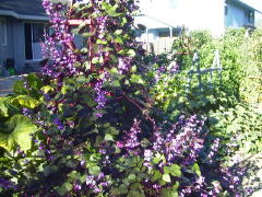 Garden-00/August13/HyacinthBean.jpg