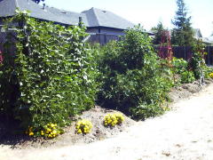 Garden-00/July21/BeansTomatoes.jpg