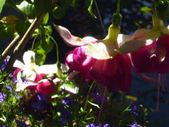 Garden-00/July21/Fuchsia.jpg