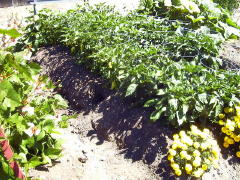 Garden-00/July21/Peppers.jpg