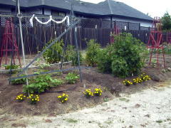 Garden-00/June17/Beans-Tomatoes.jpg