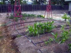Garden-00/June17/Corn.jpg