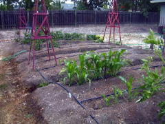 Garden-00/June17/Corn.jpg