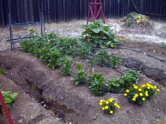 Garden-00/June17/Peppers.jpg