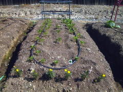 Garden-00/May20/Peppers.jpg