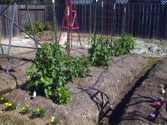 Garden-00/May20/Tomatoes-20May00.jpg