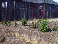 Garden-00/May5/Tomatoes-5May00.jpg