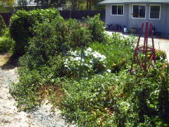 Garden-01/August/SE-view.jpg