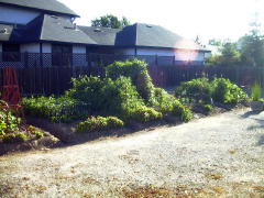 Garden-01/July/1Jul01-C.jpg