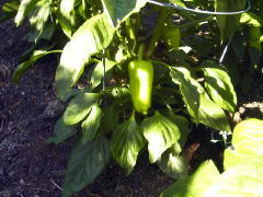 Garden-01/June/10Jun01-Peppers.jpg