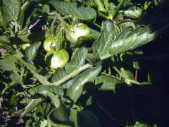 Garden-01/June/10Jun01-Tomatoes.jpg