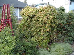 Garden-01/October/Beans.jpg