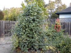 Garden-01/October/Climber.jpg