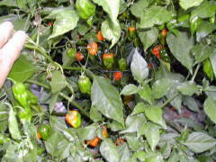 Garden-01/October/Habaneros.jpg