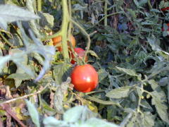 Garden-01/October/Tomato.jpg