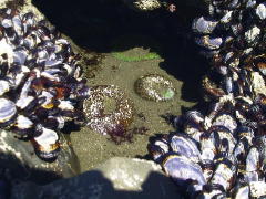 Anemone&Mussels.jpg