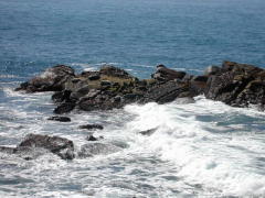 Seals-Rock.jpg