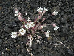 Unusual Icelandic flower (DSCN1683.jpg)