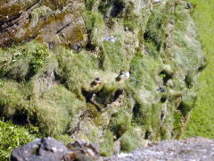 Puffin pair at center, need more Zoom (DSCN1770.jpg)