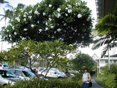 Hotel Parking Lot (DSCN0921.jpg)