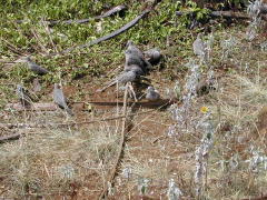 Native Doves (DSCN0938.jpg)