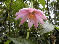 DSCN0960.jpg