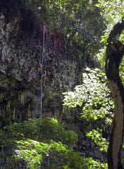 Fern Grotto Falls (DSCN1011.jpg)