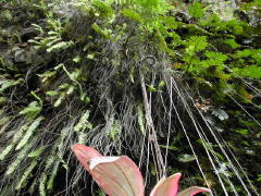 Ferns & hanging roots (DSCN1020.jpg)