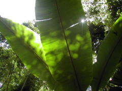Banana leaves & sun (DSCN1025.jpg)