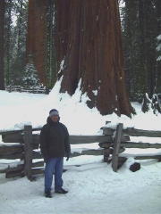Augie-Sequoia.jpg