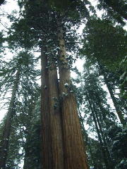 Sequoias.jpg